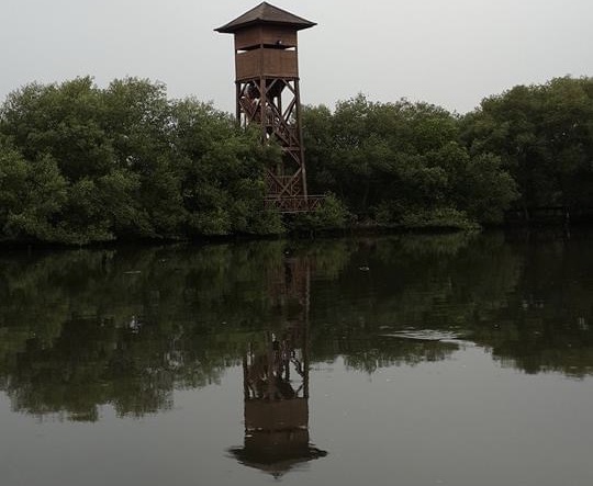 Berkunjung ke Hutan Mangrove PIK, Banyak Aktivitas Seru