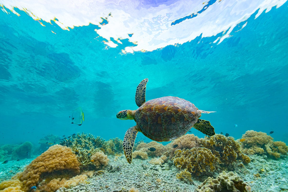 3 Pulau di Kalimantan Timur, Dekat dengan Ibukota Baru ini Cantiknya Bikin Betah