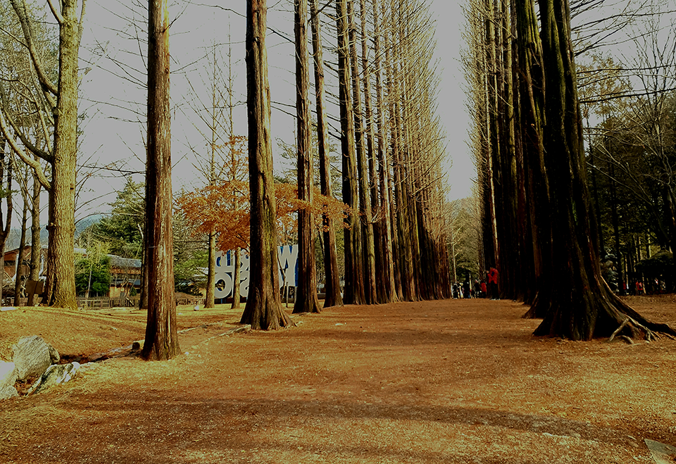 6 Fakta Nami Island, Pulau Cantik yang Ramah Turis Muslim